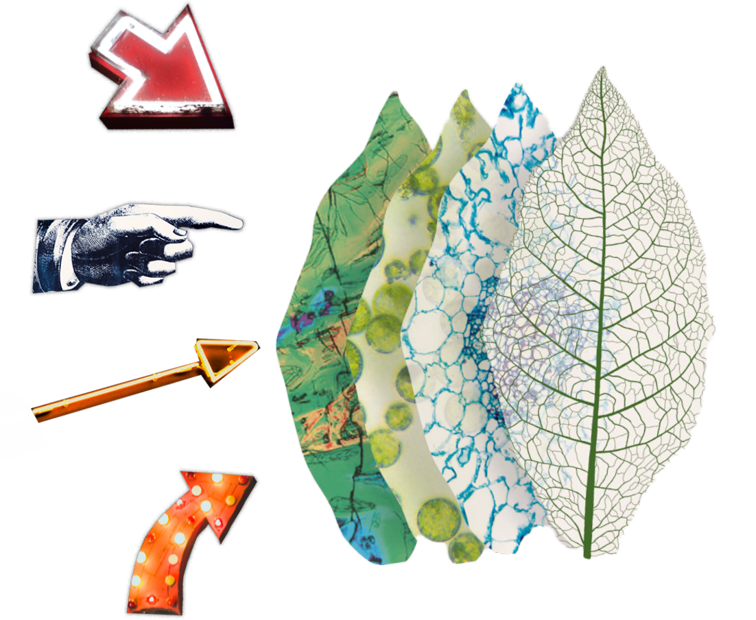 collage with tobacco leaves
