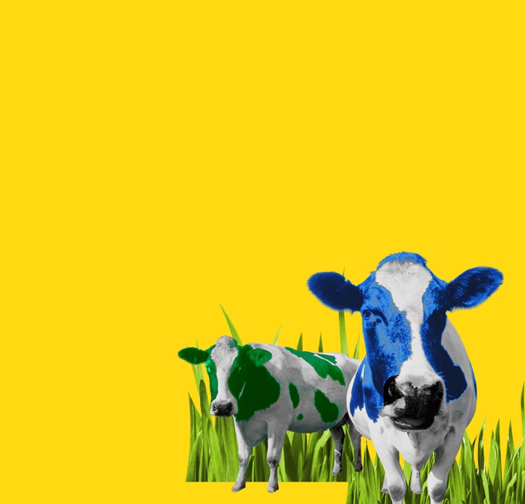 cartoon of cow on yellow background